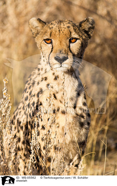 Gepard / cheetah / WS-05562