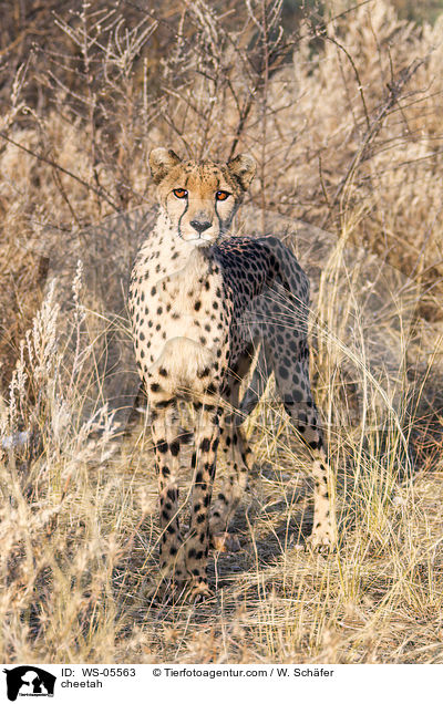 Gepard / cheetah / WS-05563
