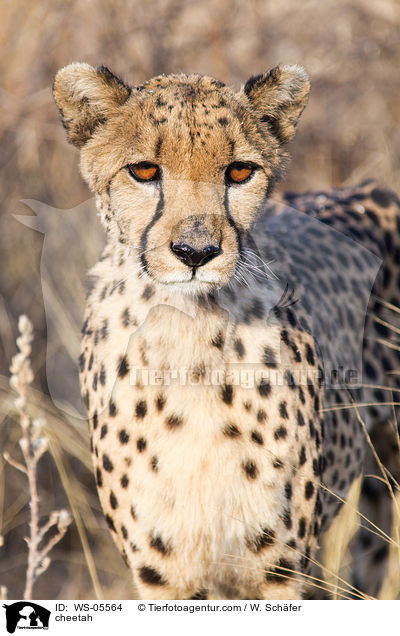 Gepard / cheetah / WS-05564
