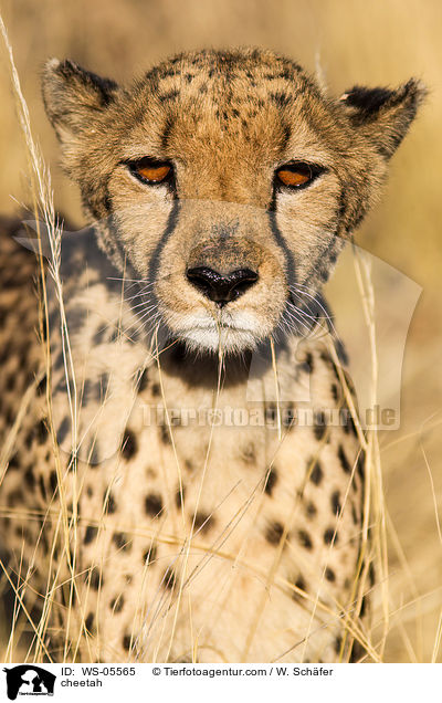 Gepard / cheetah / WS-05565