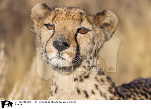 Gepard / cheetah / WS-05566