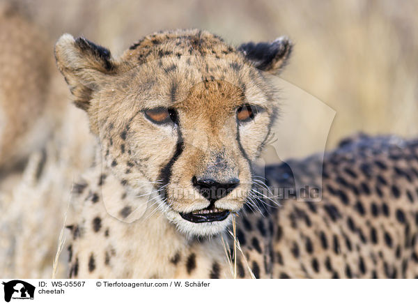 Gepard / cheetah / WS-05567