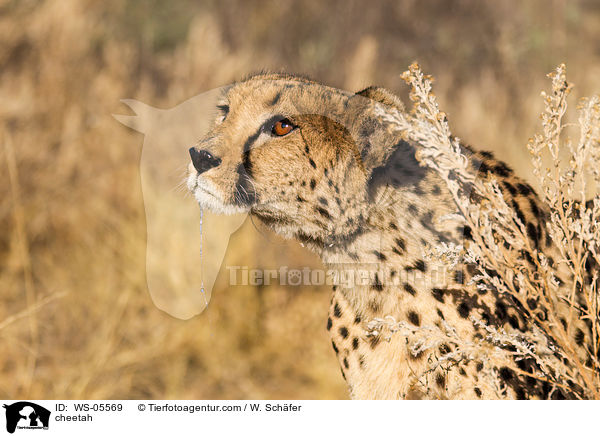Gepard / cheetah / WS-05569