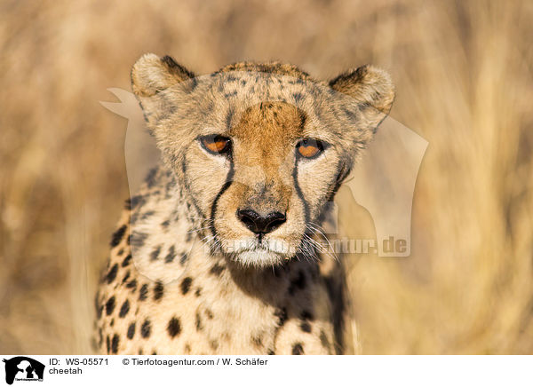 Gepard / cheetah / WS-05571