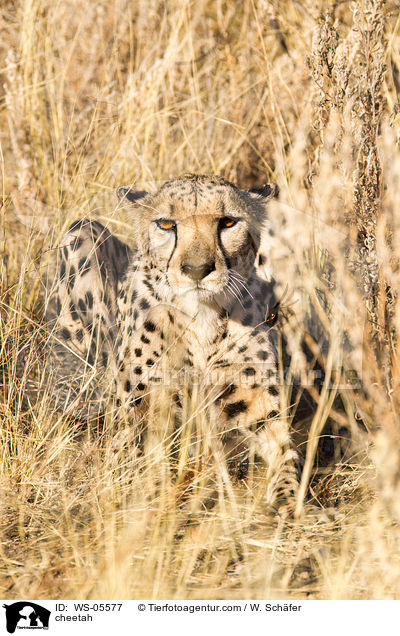 Gepard / cheetah / WS-05577