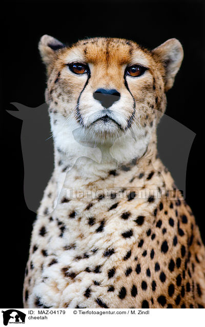 cheetah / MAZ-04179