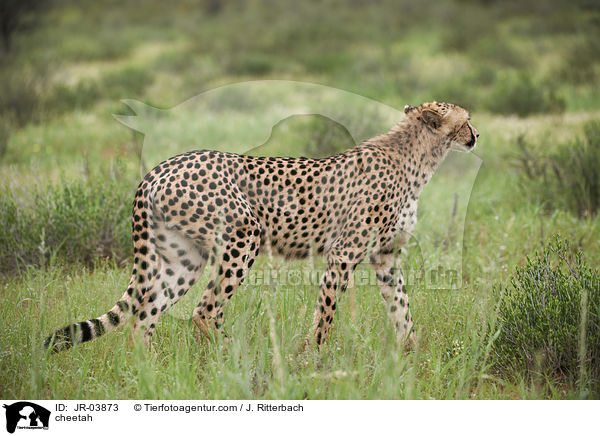 Gepard / cheetah / JR-03873