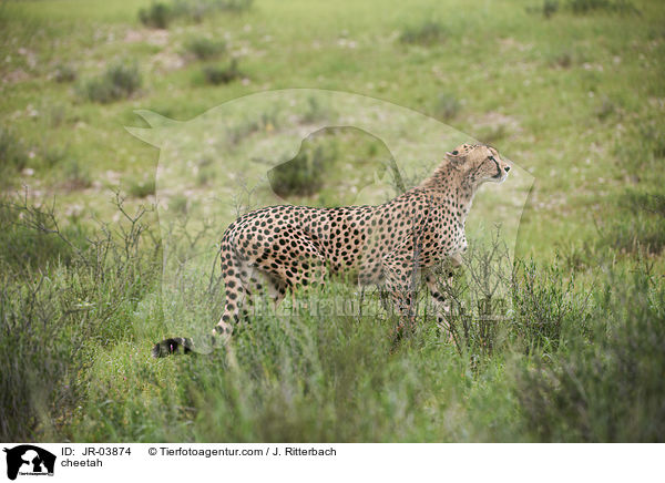 Gepard / cheetah / JR-03874