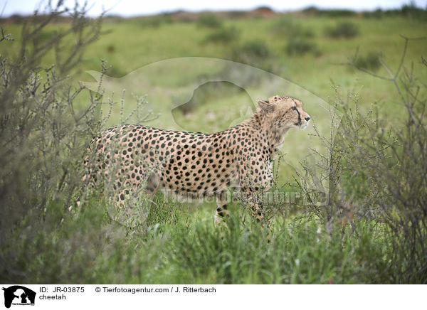 Gepard / cheetah / JR-03875