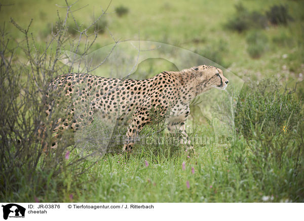 Gepard / cheetah / JR-03876