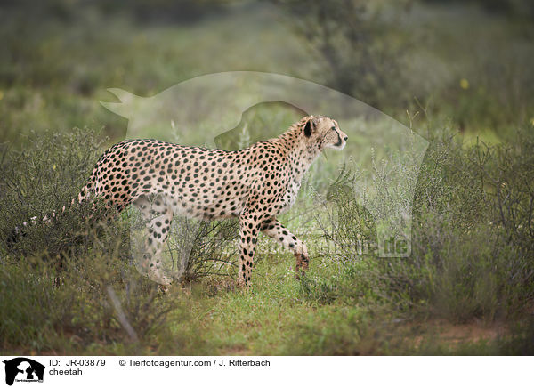 Gepard / cheetah / JR-03879