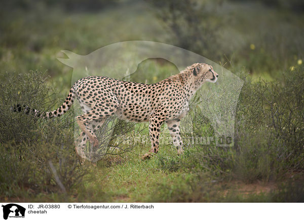 Gepard / cheetah / JR-03880