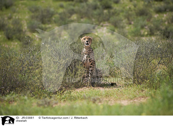 Gepard / cheetah / JR-03881