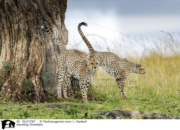 stehende Geparden / standing Cheetahs / IG-01787