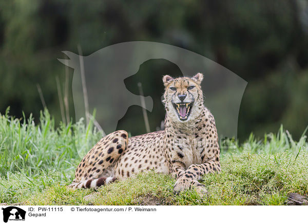 Gepard / Gepard / PW-11115