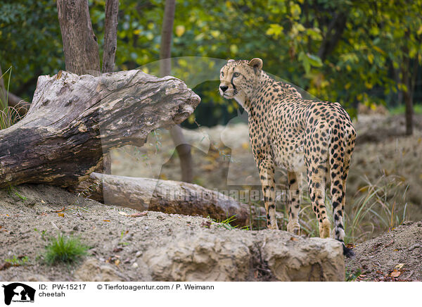 cheetah / PW-15217