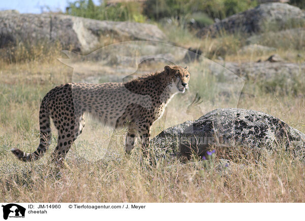 cheetah / JM-14960