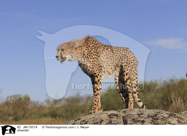 cheetah / JM-15019