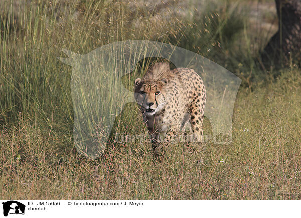 cheetah / JM-15056