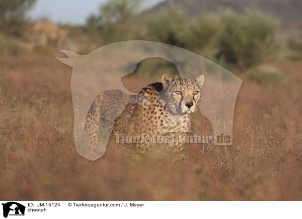 cheetah / JM-15124