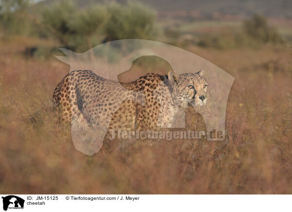cheetah / JM-15125