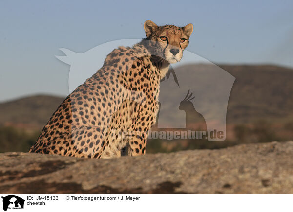 cheetah / JM-15133