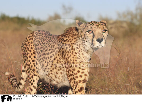 cheetah / JM-15161