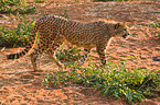 walking cheetah