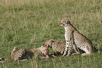 eating cheetahs