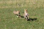 cheetahs with prey