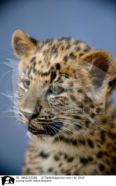 young north china leopard / MAZ-03389