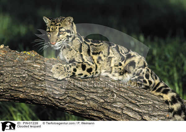 Nebelparder / Clouded leopard / PW-01228