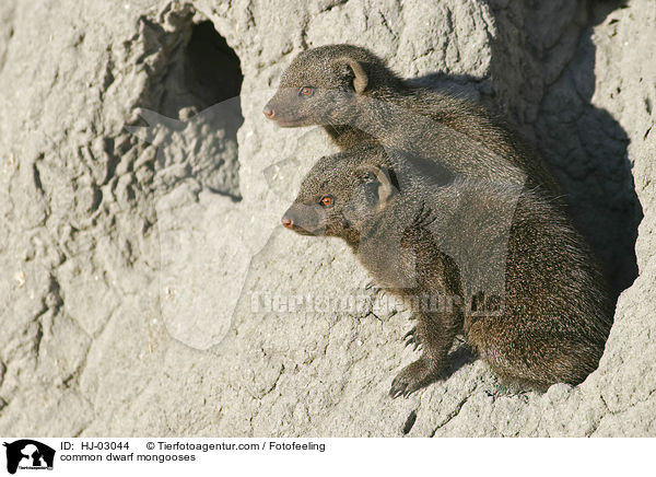 Sdliche Zwergmangusten / common dwarf mongooses / HJ-03044