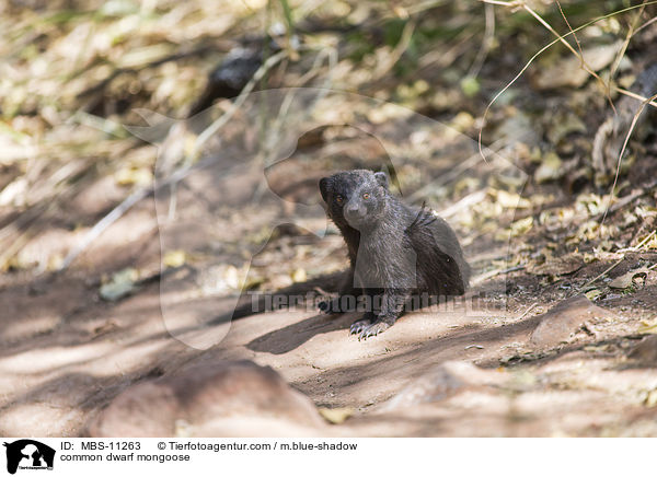 common dwarf mongoose / MBS-11263