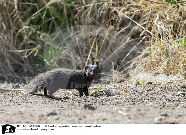 common dwarf mongoose / MBS-11266