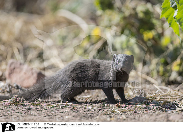 common dwarf mongoose / MBS-11268