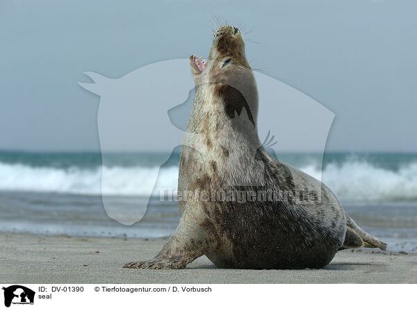 Gemeiner Seehund / seal / DV-01390