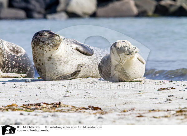 common harbor seals / MBS-09685