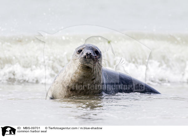 common harbor seal / MBS-09701