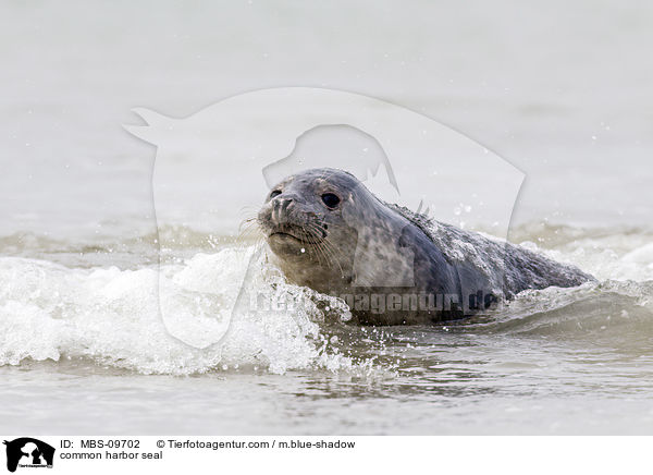 common harbor seal / MBS-09702