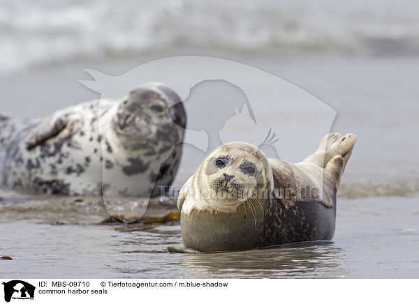common harbor seals / MBS-09710