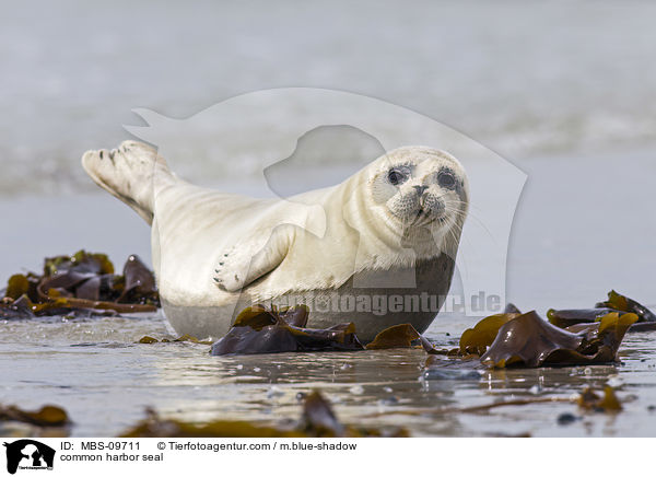 common harbor seal / MBS-09711