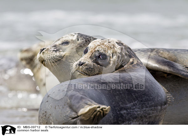 common harbor seals / MBS-09712