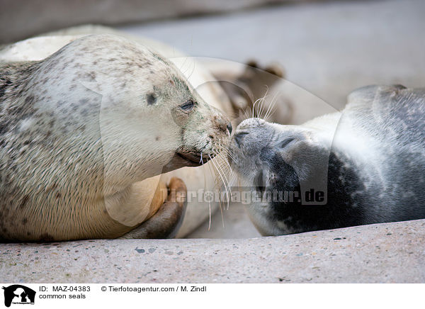 common seals / MAZ-04383