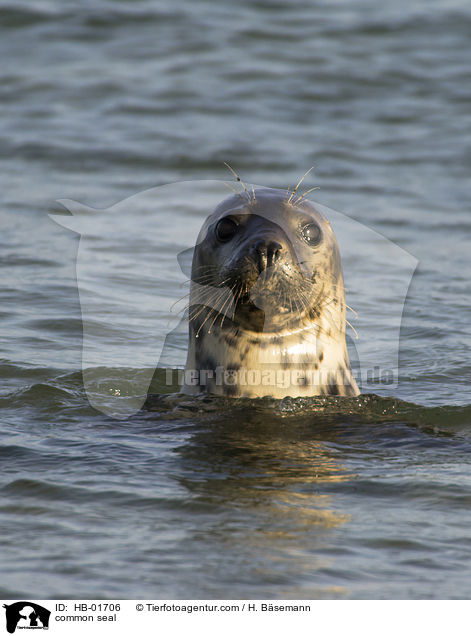 common seal / HB-01706