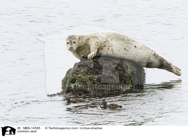 common seal / MBS-14585