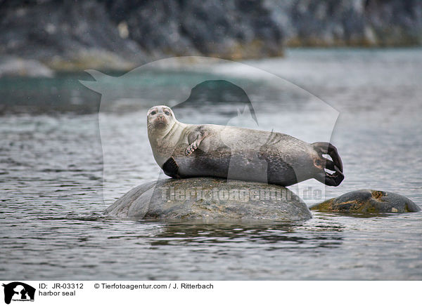 harbor seal / JR-03312