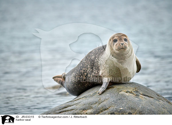 harbor seal / JR-03315