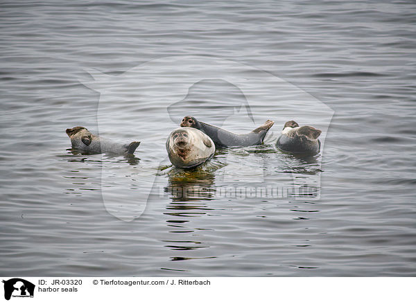 harbor seals / JR-03320