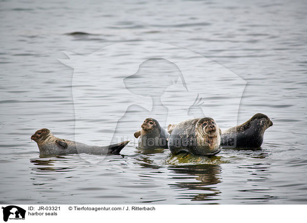 harbor seals / JR-03321
